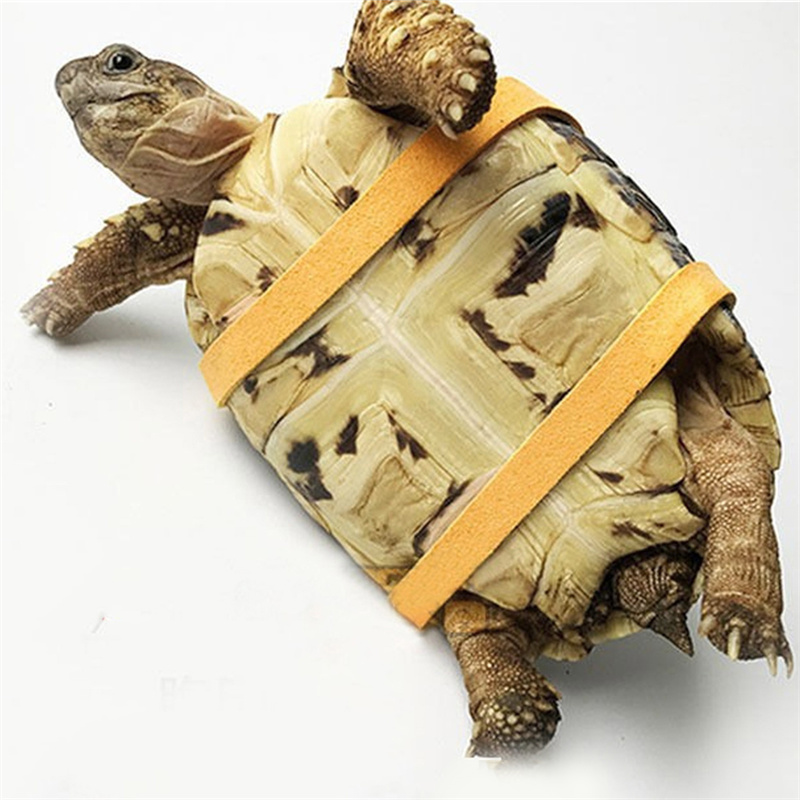 Turtle Traction Belt Control R - Water Dish Reptile 评论和价格