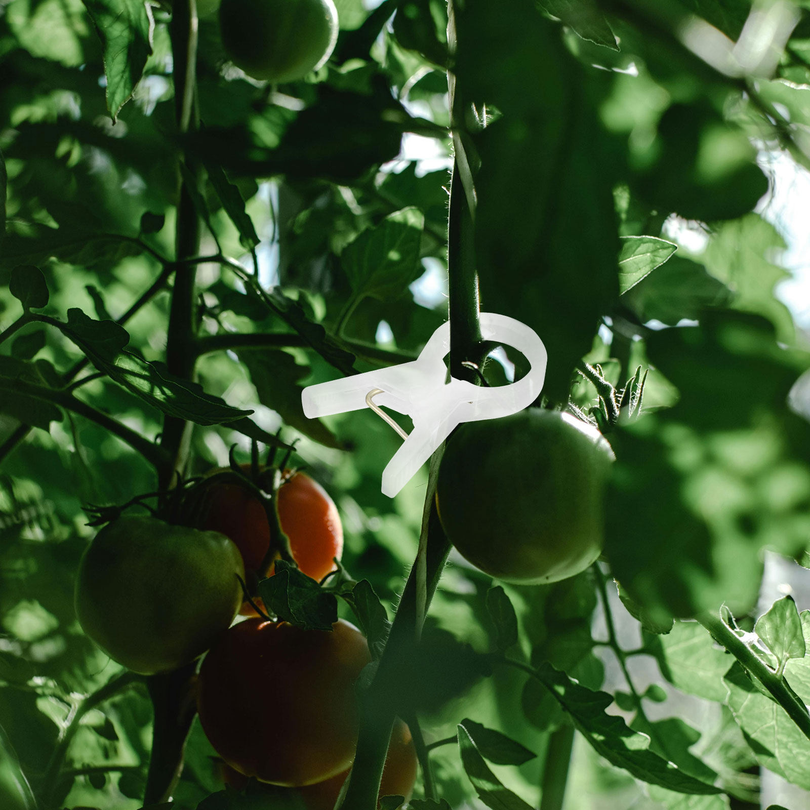 100Pcs Plastic Plant Clips for - Vine Climbing Plastic 评论和价格